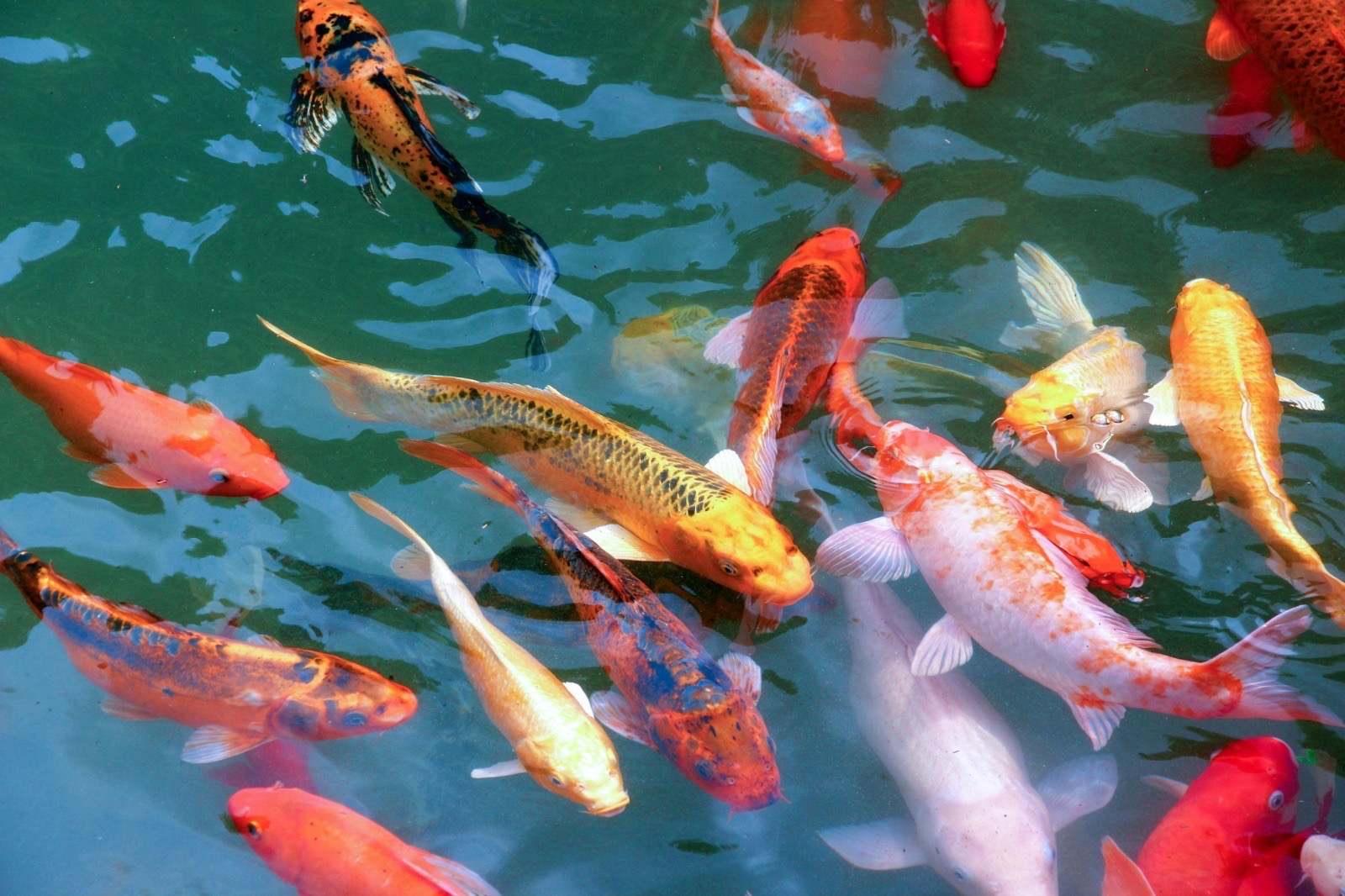 The Great Red Fish