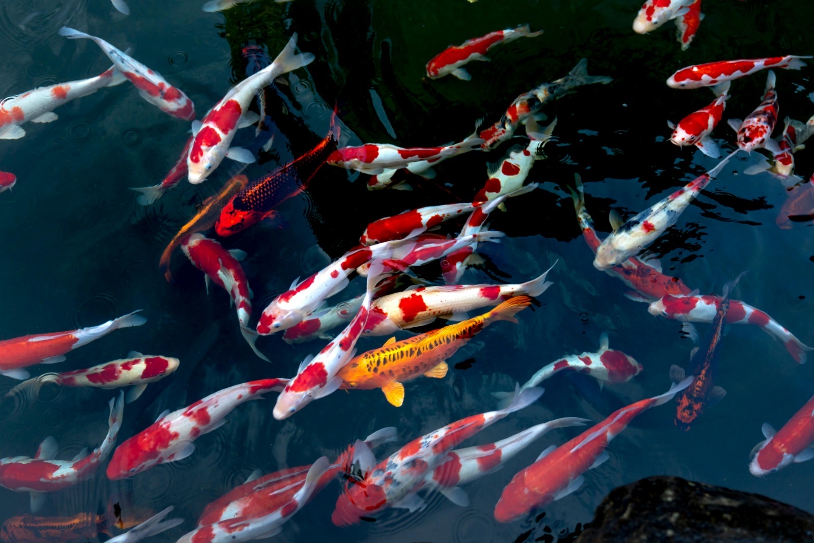 the red fish
